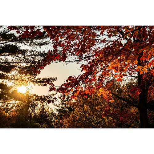 Jones, Allison 아티스트의 USA-Vermont-Morrisville-Jopson Lane Fall foliage작품입니다.